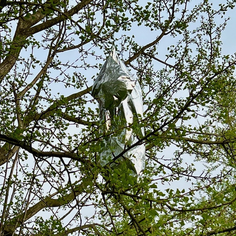 deflated balloon hanging from tree limb