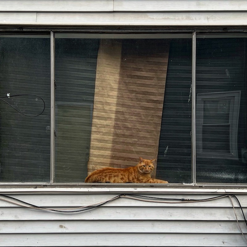 rowhouse window with cat laying on sill